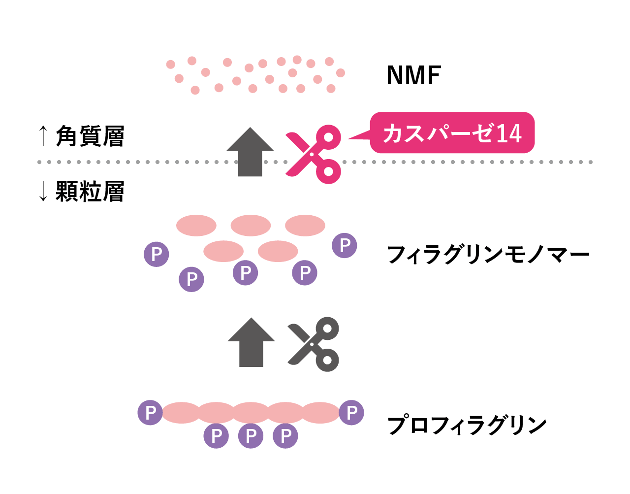 カスパーゼ14のはたらき